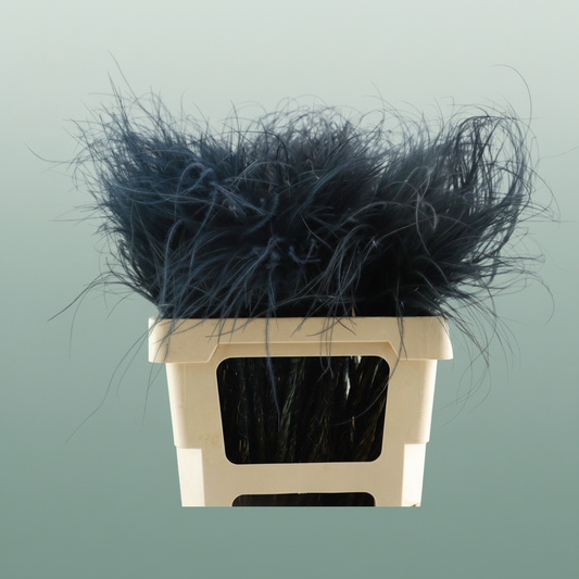 Dried Stypha Penata Black