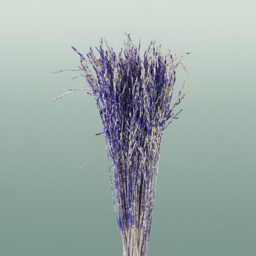 Dried Artz Rice Grass Matisse