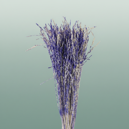 Dried Artz Rice Grass Matisse