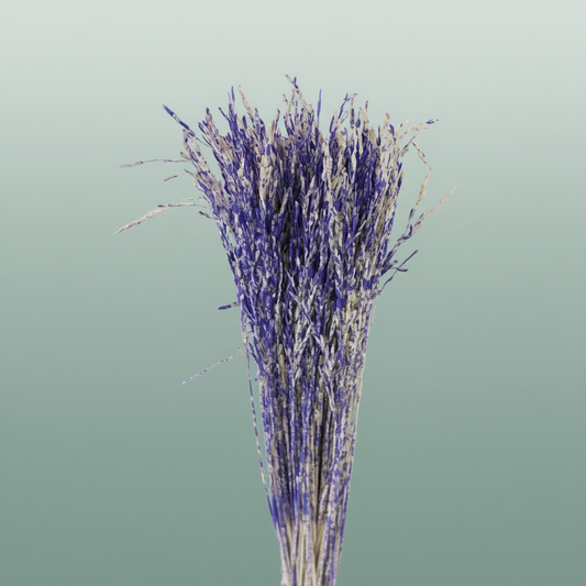 Dried Artz Rice Grass Matisse