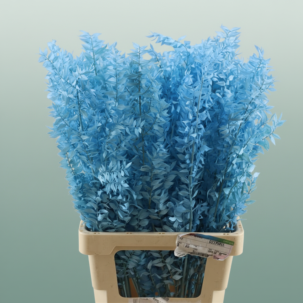 Pres Ruscus Lightblue P Stem