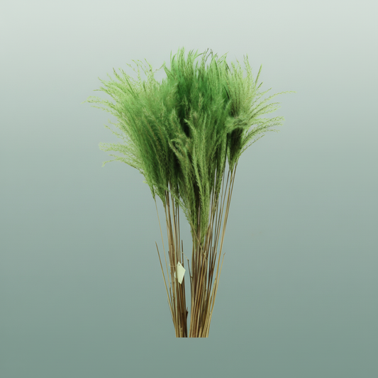 Dried Stipa Feather Apple Green