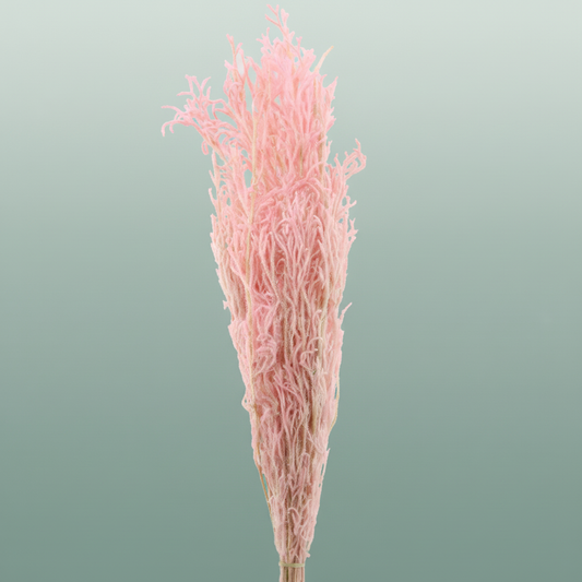 Pres Licopodium Long L Pink