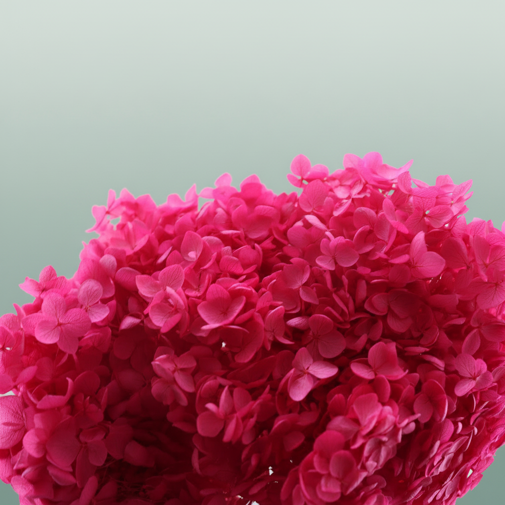 Pres Hydrangea Fuchsia