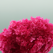 Pres Hydrangea Fuchsia
