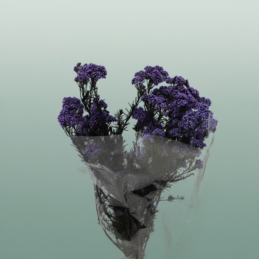 Dried Ozothamnus Lavender