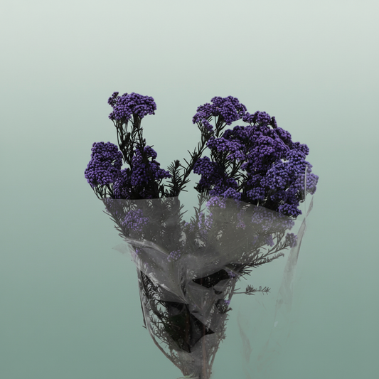 Dried Ozothamnus Lavender