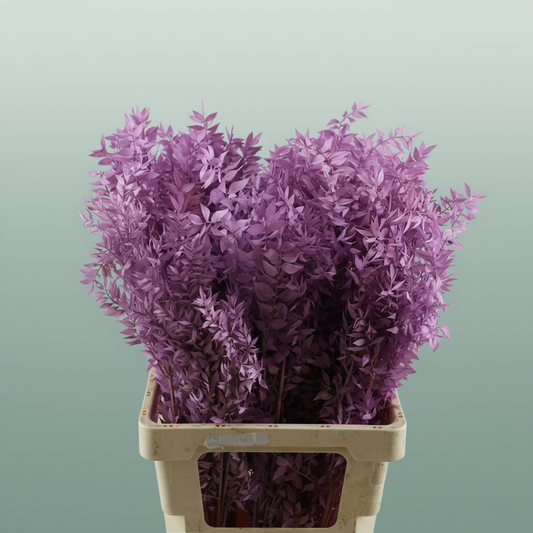 Pres Ruscus Lilac P Stem