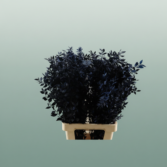Pres Ruscus Nat Darkblue P Stem