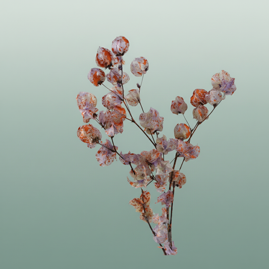 Dried Artz Bougainvillea Mondriaan