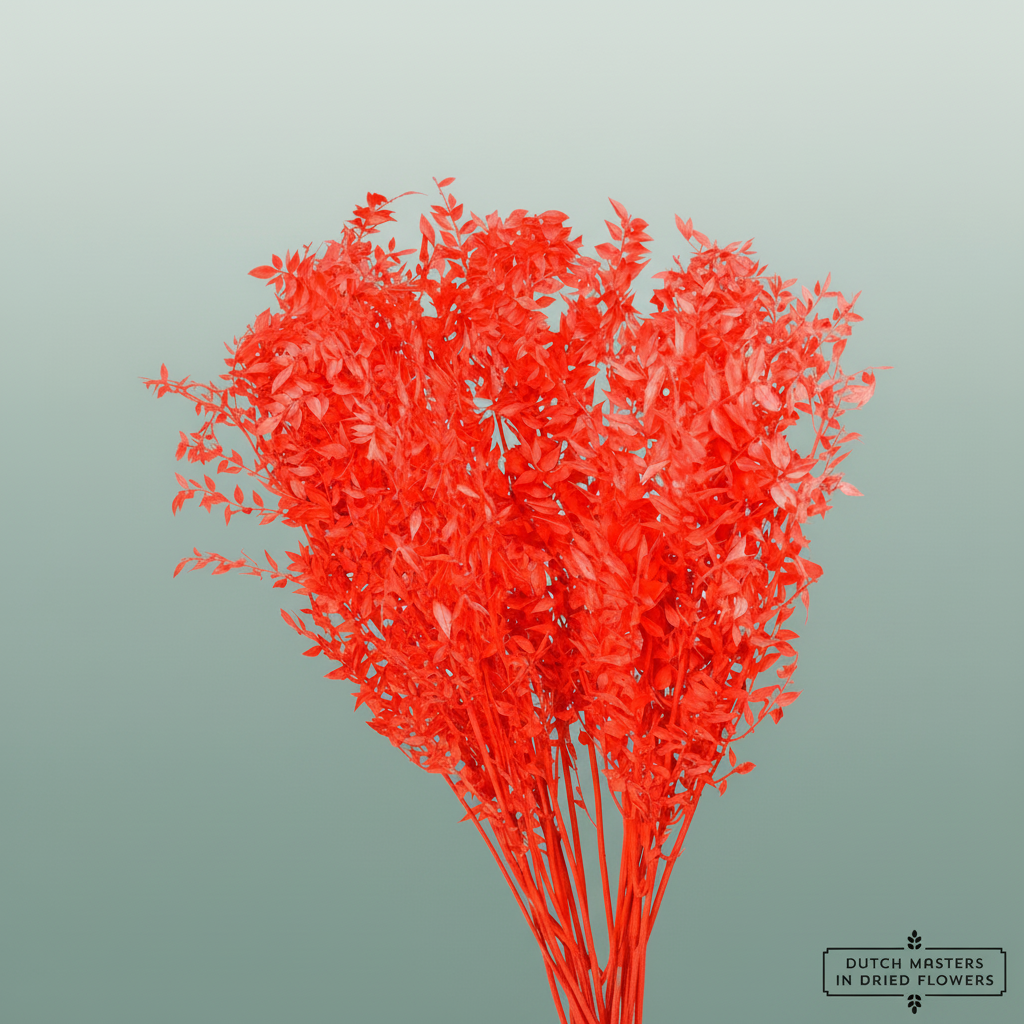 Pres Ruscus Red – All Occasions Wholesale