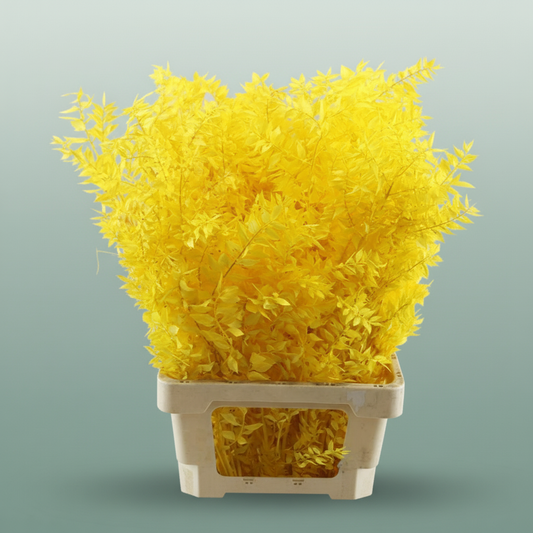 Pres Ruscus Yellow