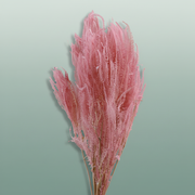 Pres Helecho Light Pink