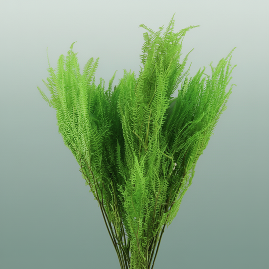 Pres Helecho Lvs Apple Green