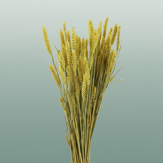 Dried Triticum Yellow