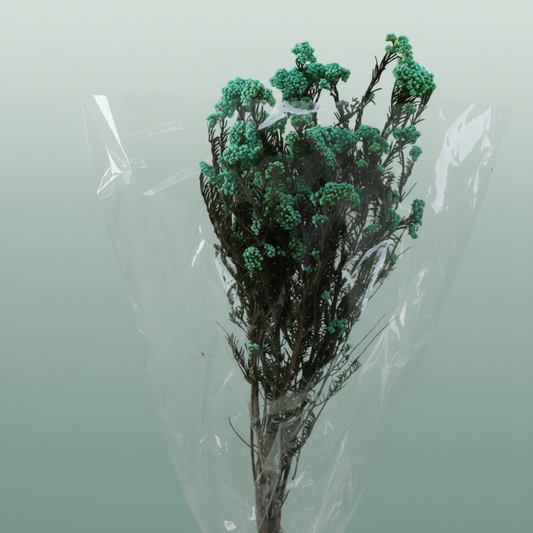 Dried Ozothamnus Mint Green