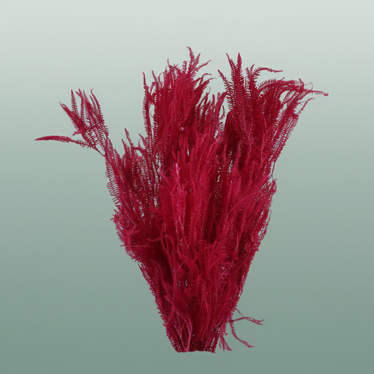 Pres Helecho Lvs Cerise