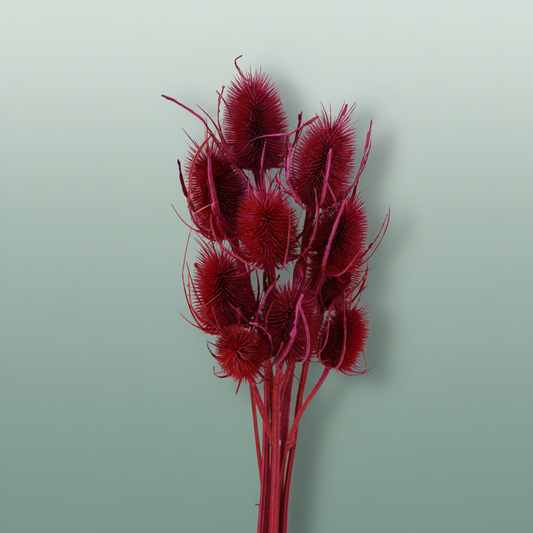 Dried Artz Cardistella Monet