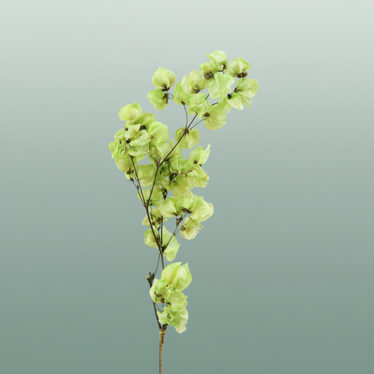 Dried Bougainvillea L. Green Bunch