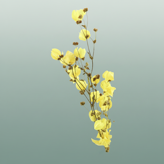 Dried Bougainvillea Yellow Bunch