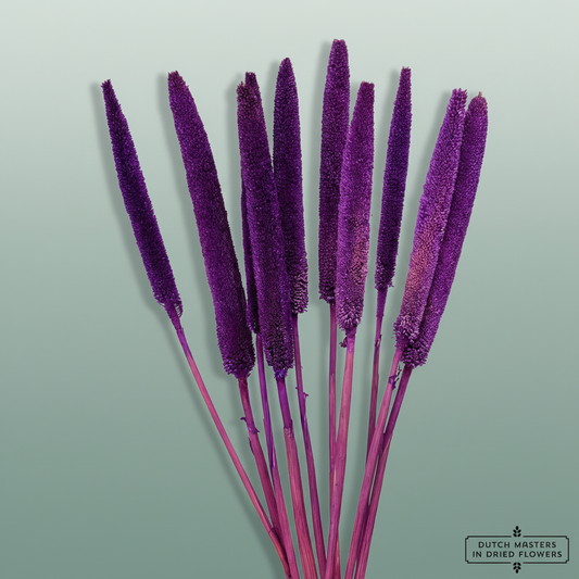 Dried Babala Purple