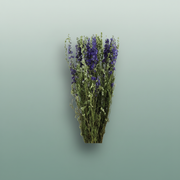 Dried Delphinium Blue Extra