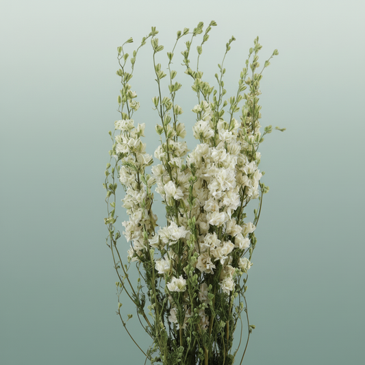 Dried Delphinium White Extra