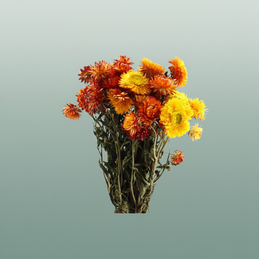 Dried Helichrysum Orange