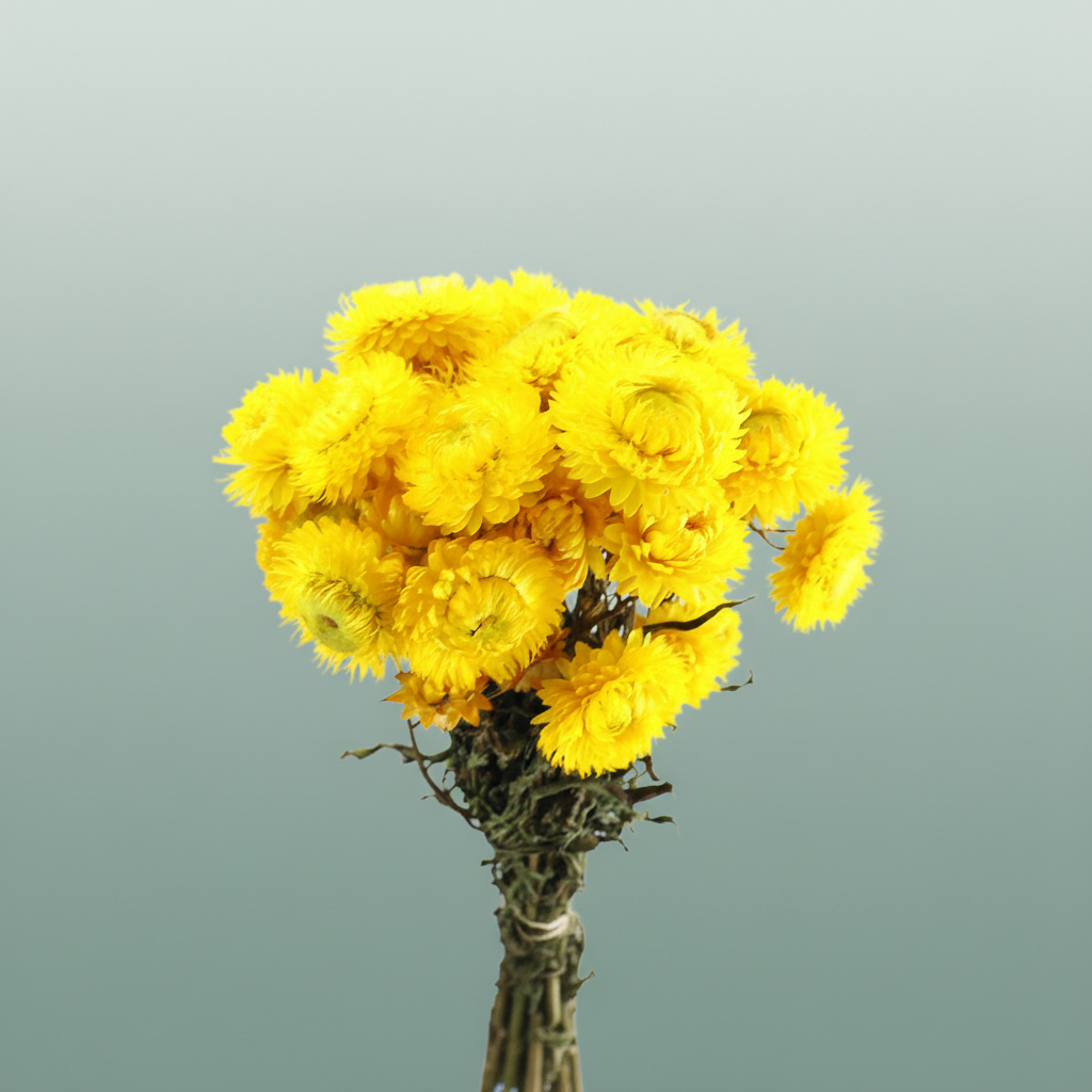 Dried Helichrysum Yellow