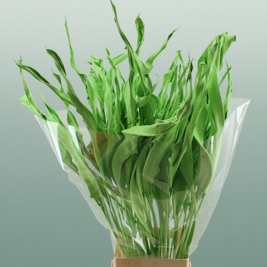 Dried Strelitziablad Appelgroen