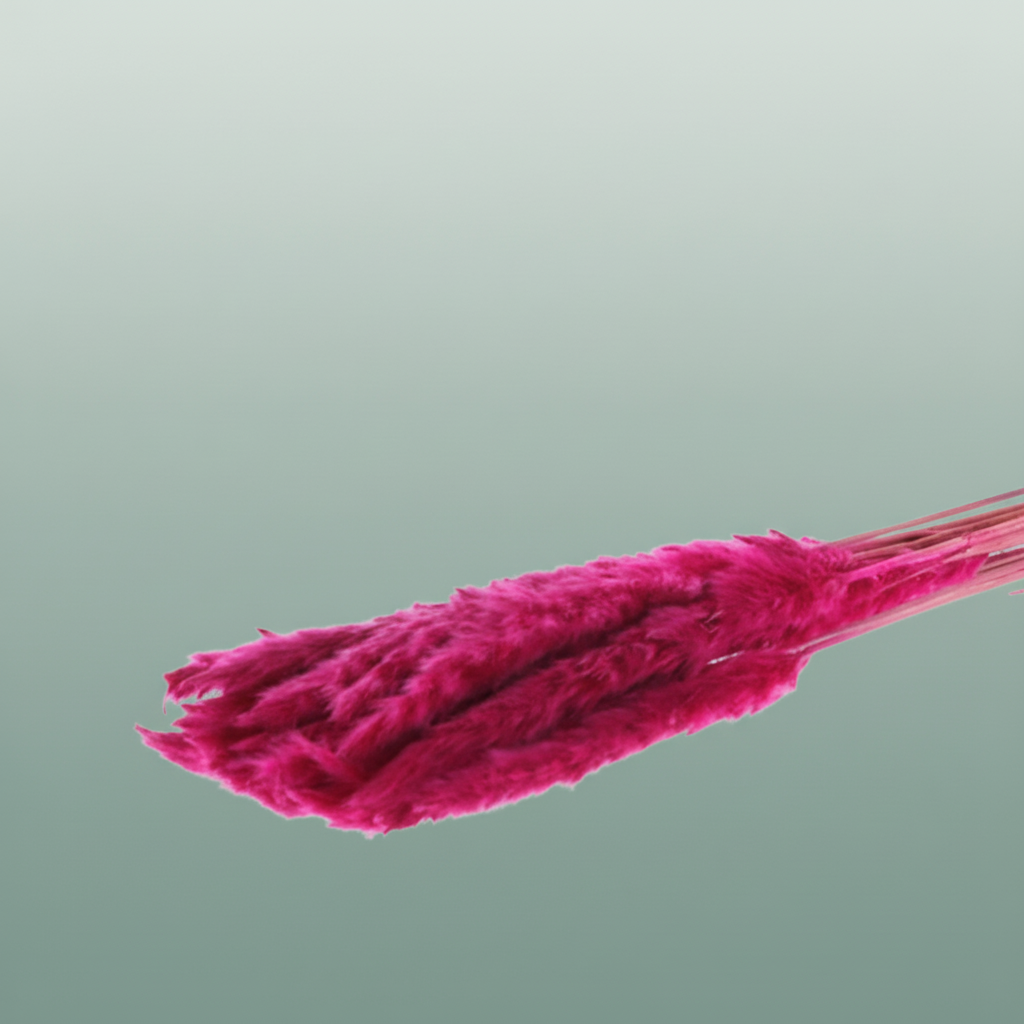 Dried Fluffy Pampas Dark Pink