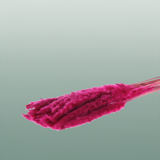Dried Fluffy Pampas Dark Pink