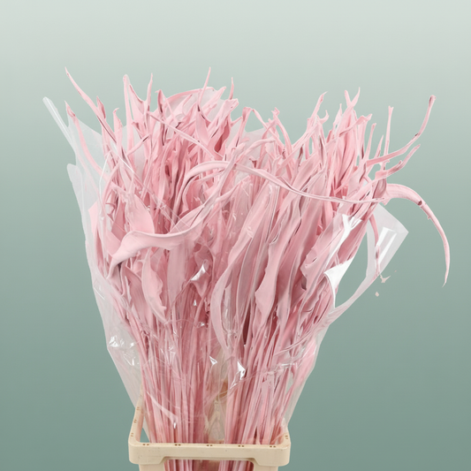 Dried Strelitziablad Pink