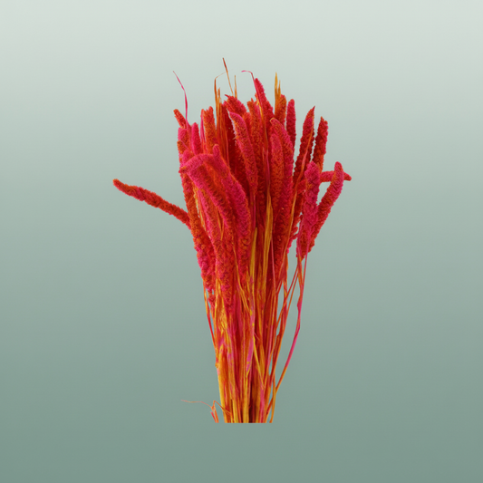 Dried Artz Setaria Dali