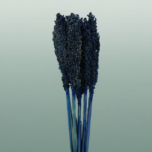 Dried Sorghum Dark Blue