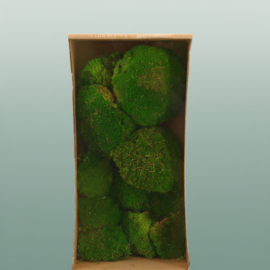 Pres Ball Moss L Green Box