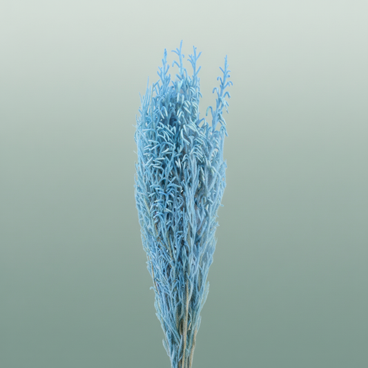 Pres Licopodium Long Baby Blue