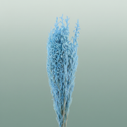 Pres Licopodium Long Baby Blue