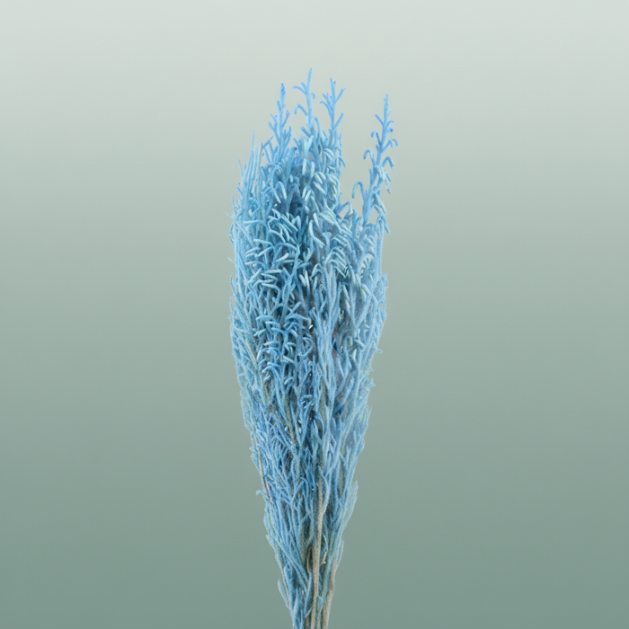 Pres Licopodium Long Baby Blue