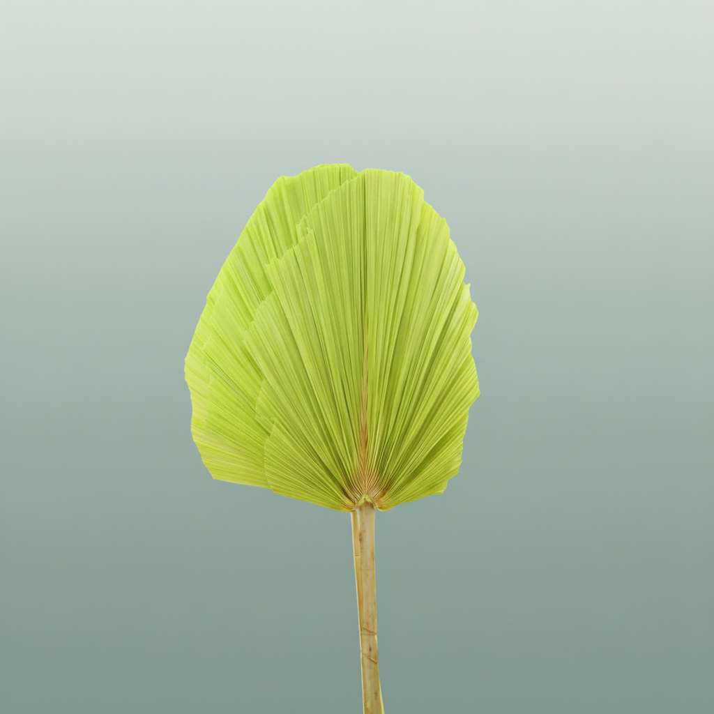 Dried Palm Spear Xxl Bl L Green