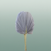Dried Palm Spear Xxl Bl Milka
