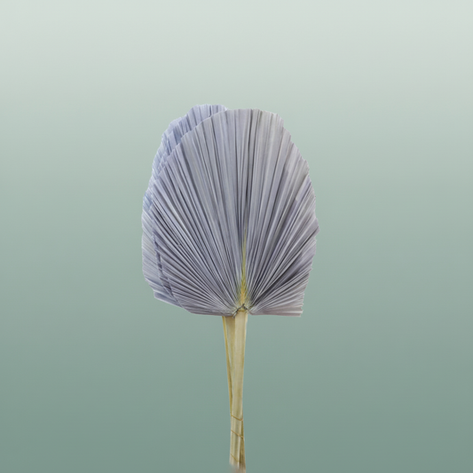 Dried Palm Spear Xxl Bl Milka