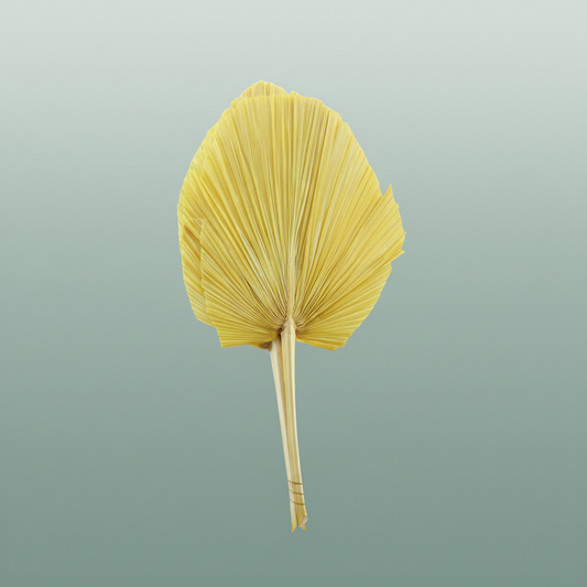 Dried Palm Spear Xxl Bl Yellow