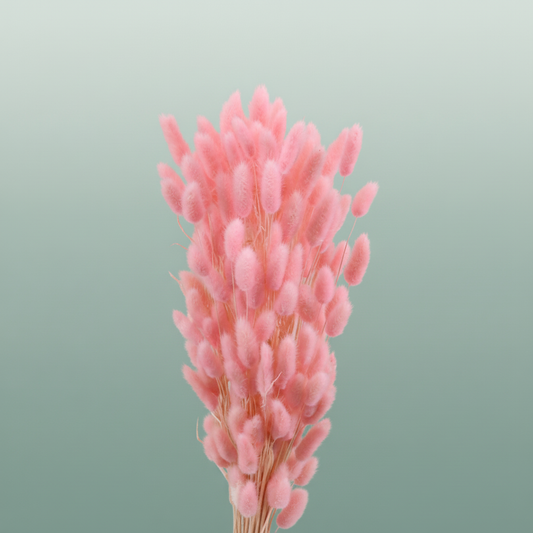 Dried Lagurus Bl Light Pink