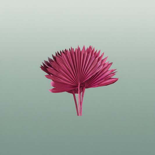 Dried Palm Sun Cersie