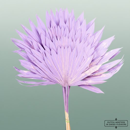 Dried Palm Sun Milka