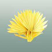 Dried Palm Sun Yellow