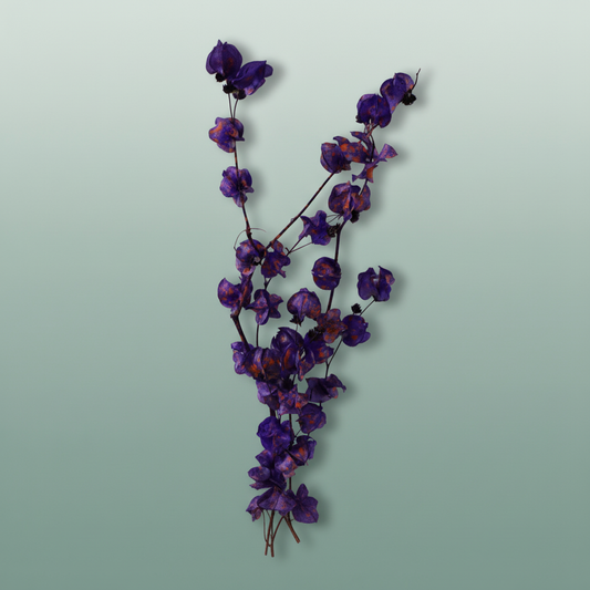 Dried Artz Bougainvillea Vermeer