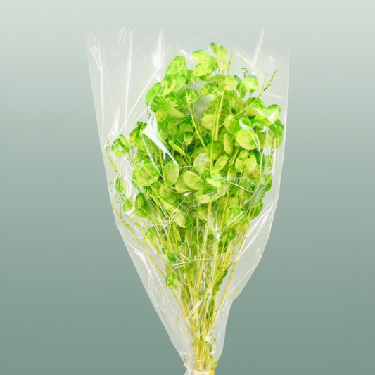 Dried Lunaria L Green Poly