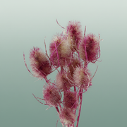 Dried Artz Cardistella Rafael